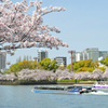 桜クルーズ（５）