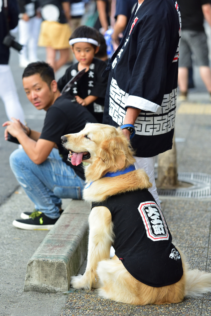 だんじり祭り（１４）
