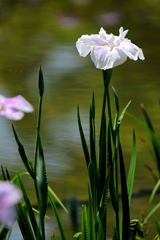 城北菖蒲園にてー９