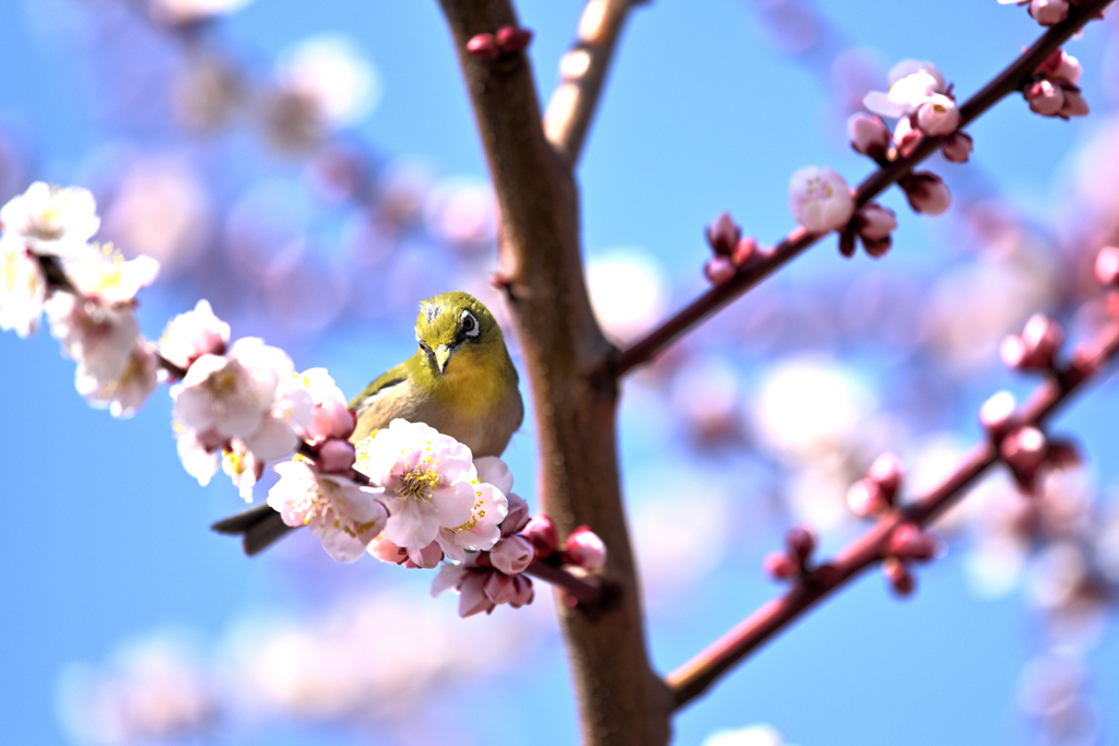 蜜を求めて（２３）