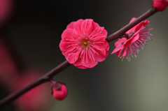 紅梅（１）