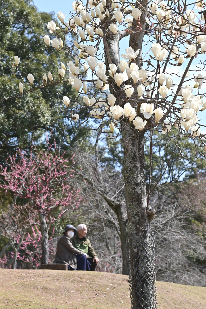 木蓮の咲く公園