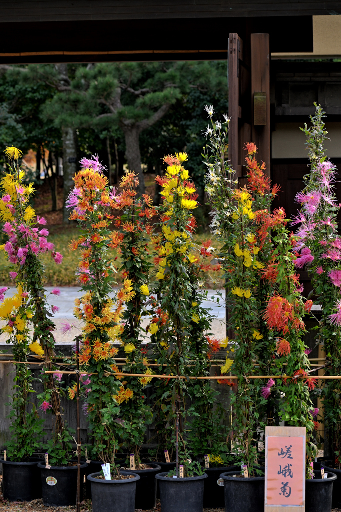 菊（１）