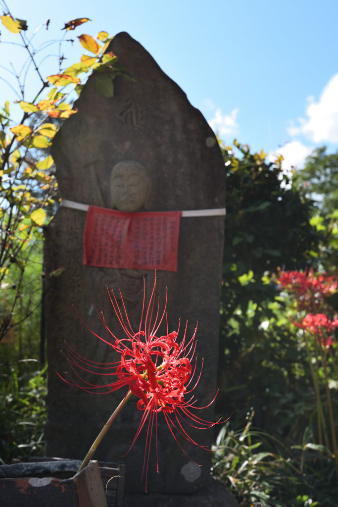 花の寺　般若寺　（１１）