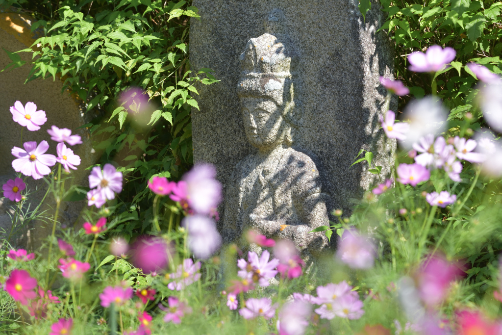コスモス寺（４）