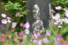 コスモス寺（４）
