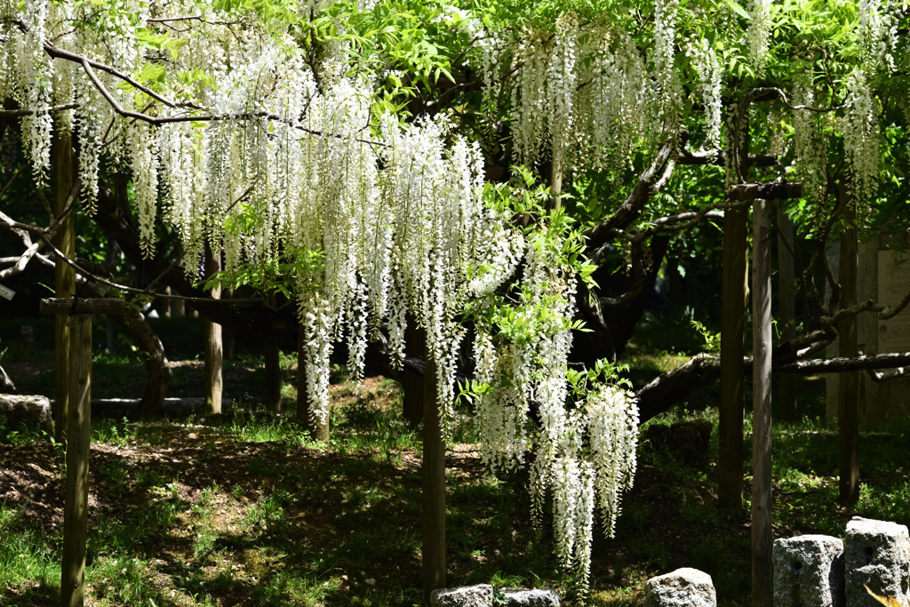 藤かおる萬葉植物園（６）