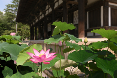 唐招提寺に夏が来た（１）