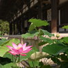 唐招提寺に夏が来た（１）