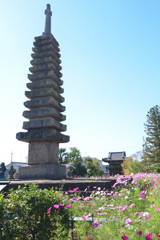 コスモスの咲く寺（０６）