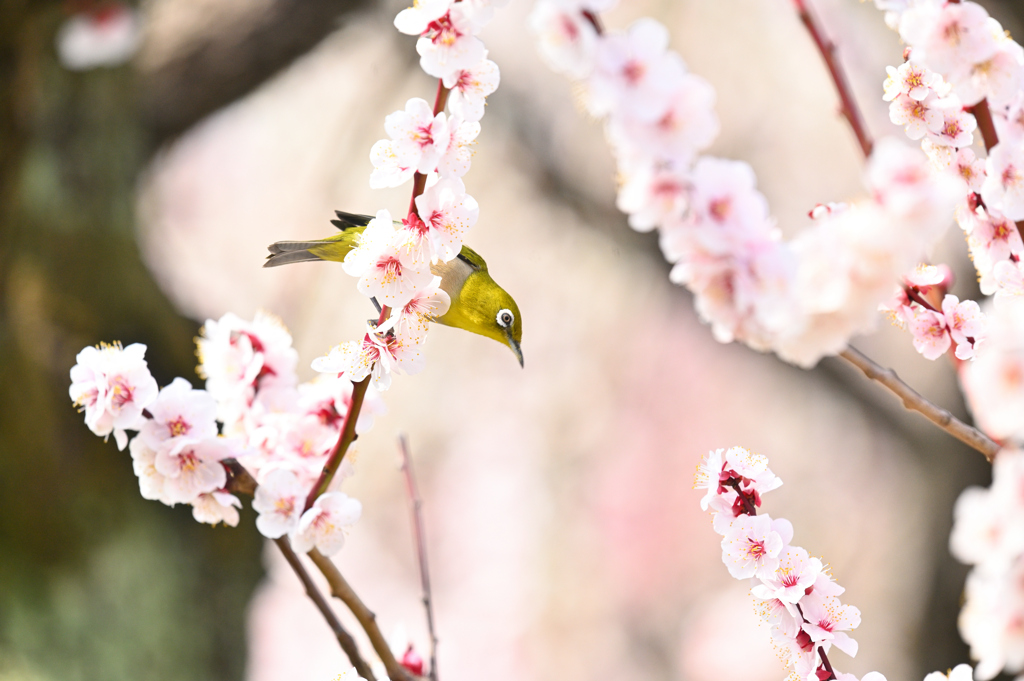 蜜を求めて（８）
