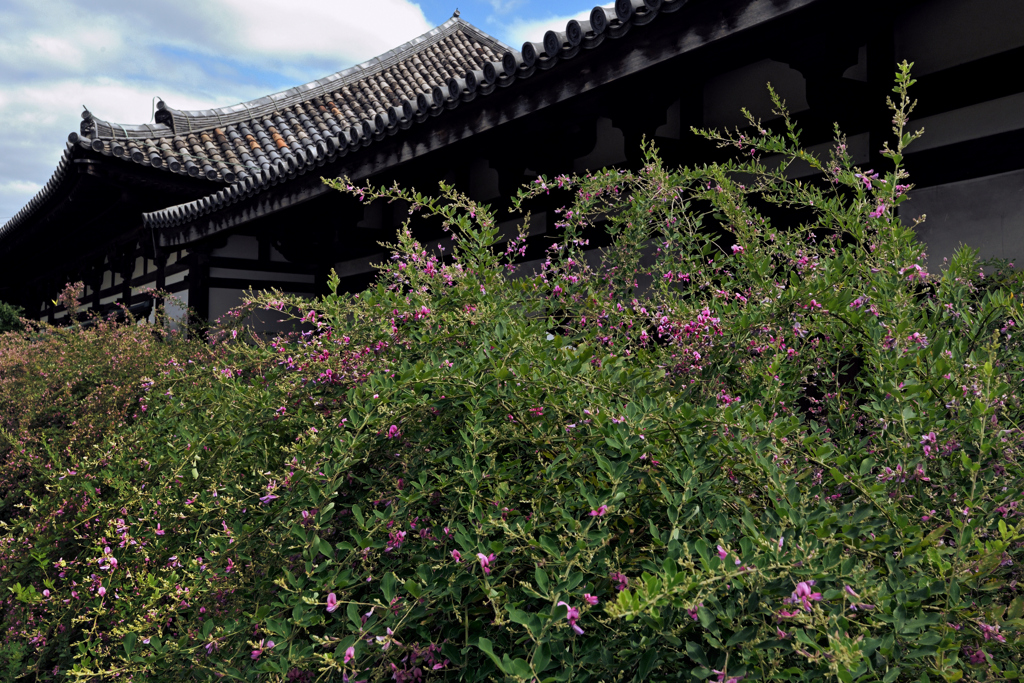 萩の寺（７）