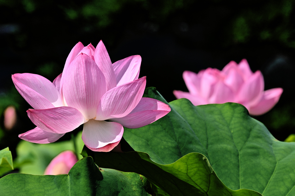 ハスの花（２）