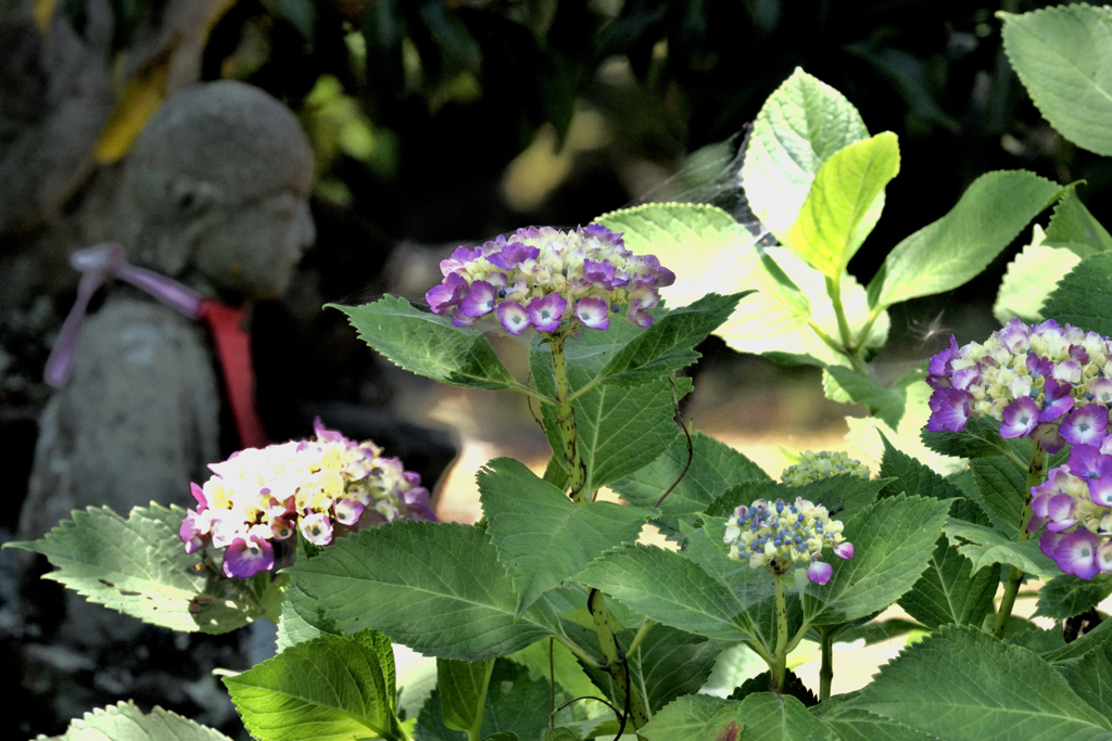 紫陽花
