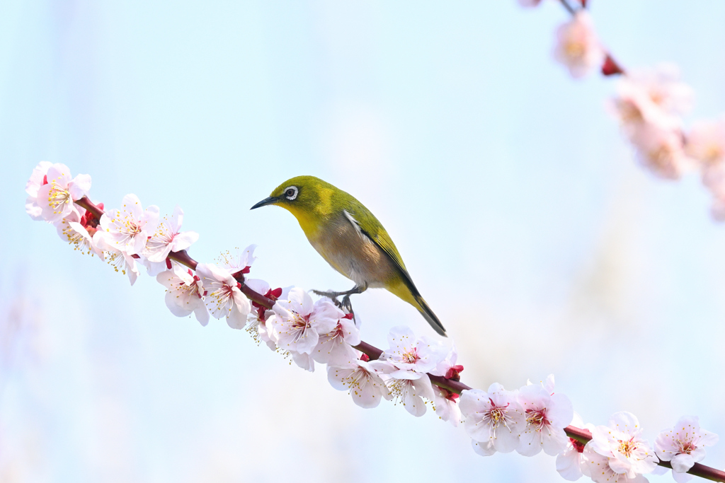 蜜を求めて（２１）