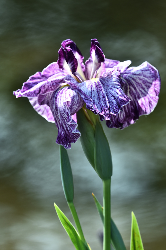 花菖蒲（７）