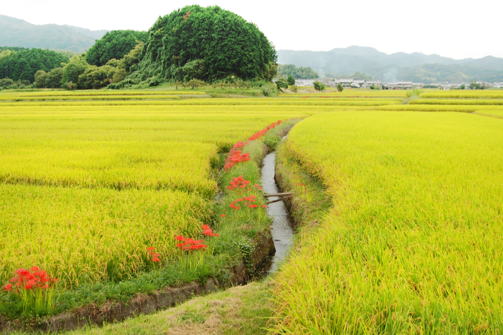 秋を求めて（３）