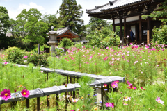 コスモス寺寸景（１）