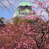 大阪城梅林の春ー１