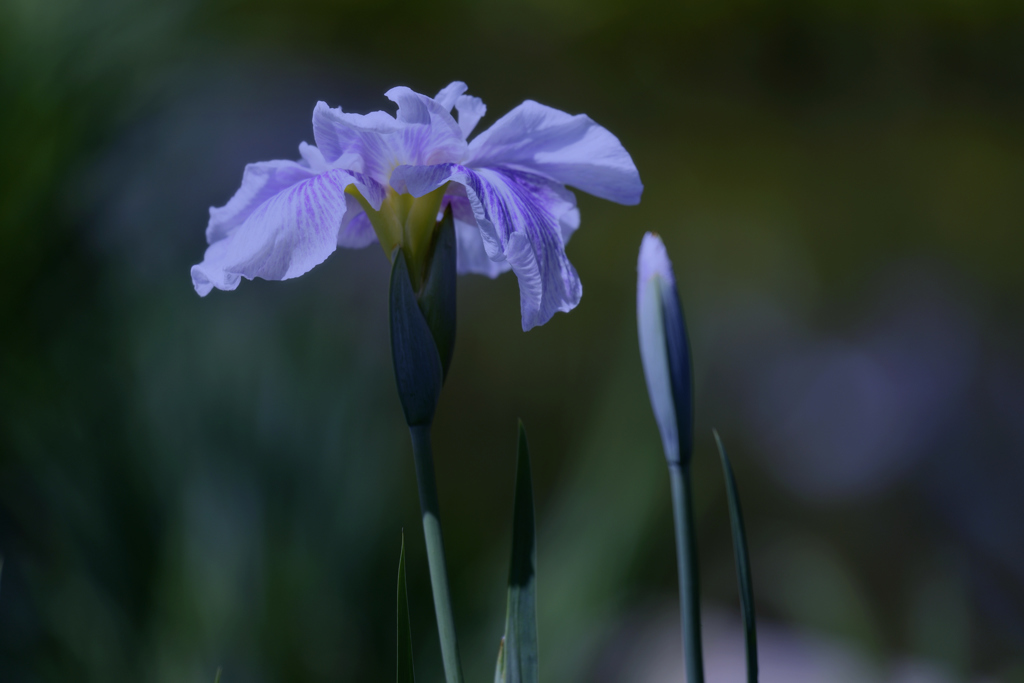 花菖蒲（２）