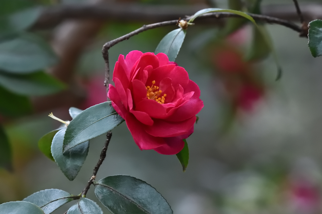 山茶花（８）