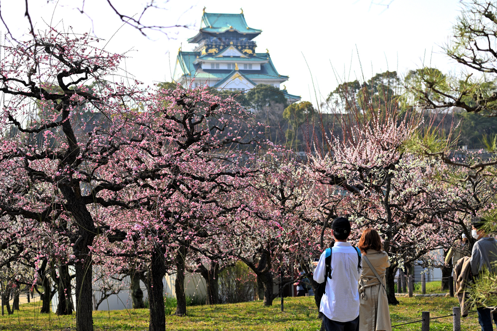 お花見（１）