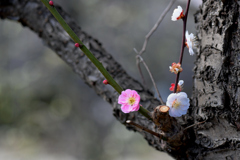 一つの木に二つの花（１）