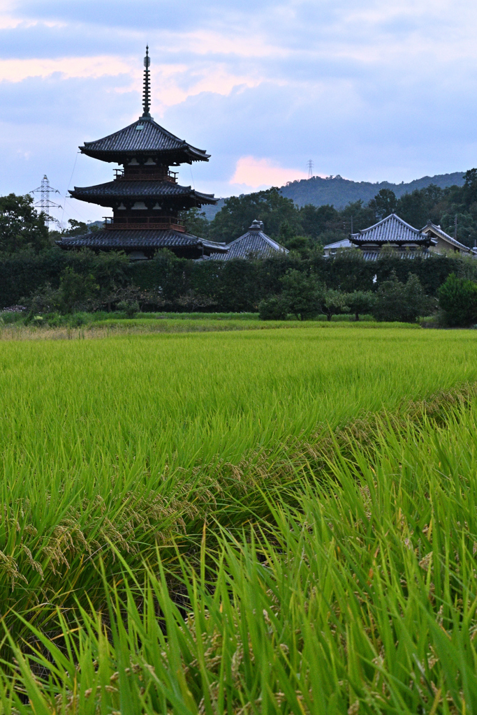 稲穂と三重の塔