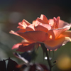 薔薇（２３）