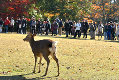 鹿寄せを見に来た鹿と人々