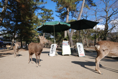 売り物に手をつけない鹿達