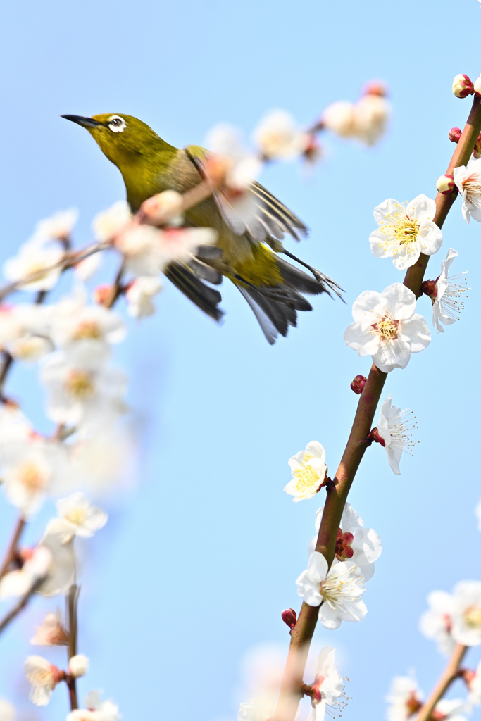 蜜を求めて（１９）