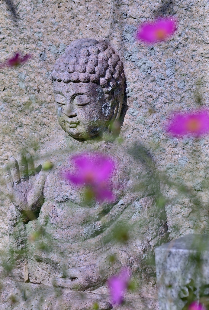 コスモス寺ー２
