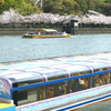 桜クルーズ（６）