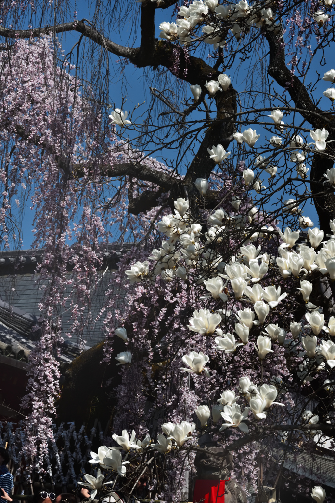 モクレンと桜