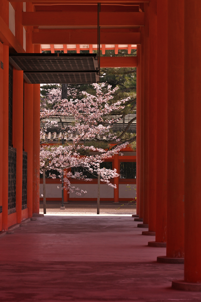 平安神宮の桜ー１