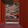 平安神宮の桜ー１