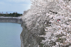 桜の咲く頃（５）