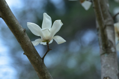 木蓮