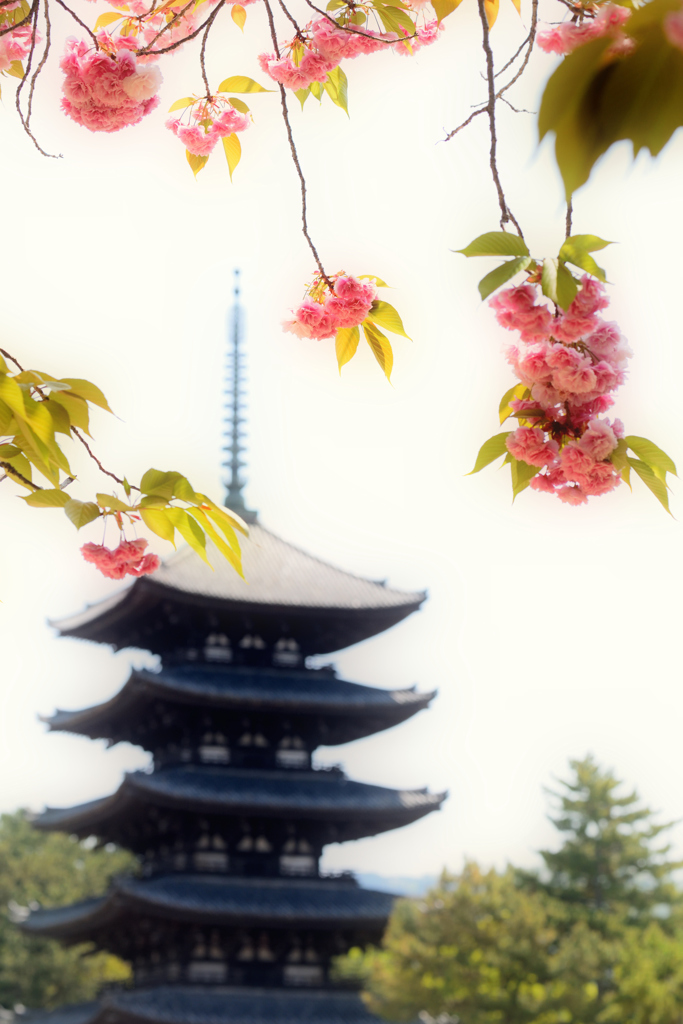 塔と桜（１）