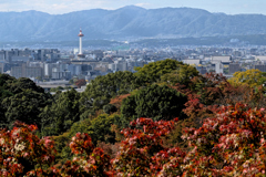 遠くに見えるは京都タワー（１）