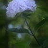 アジサイの花