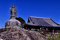 コスモス寺ー６