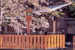 白川筋にて（２）