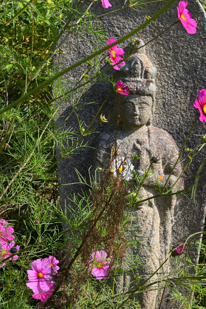 コスモス寺にて（１１）