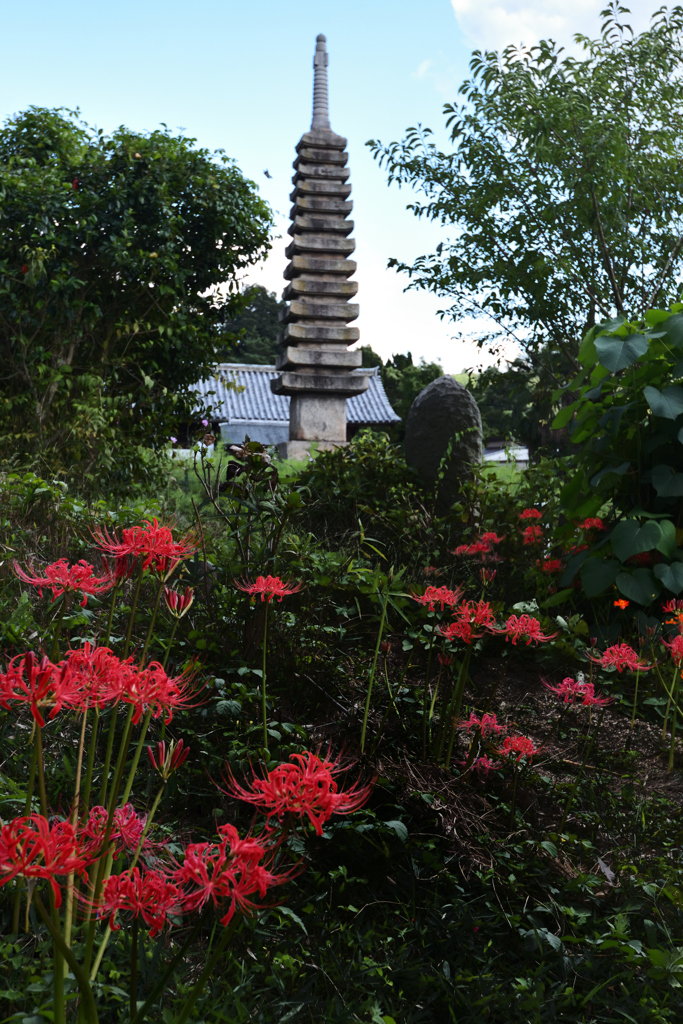 花の寺　般若寺　（１２）