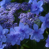 紫陽花