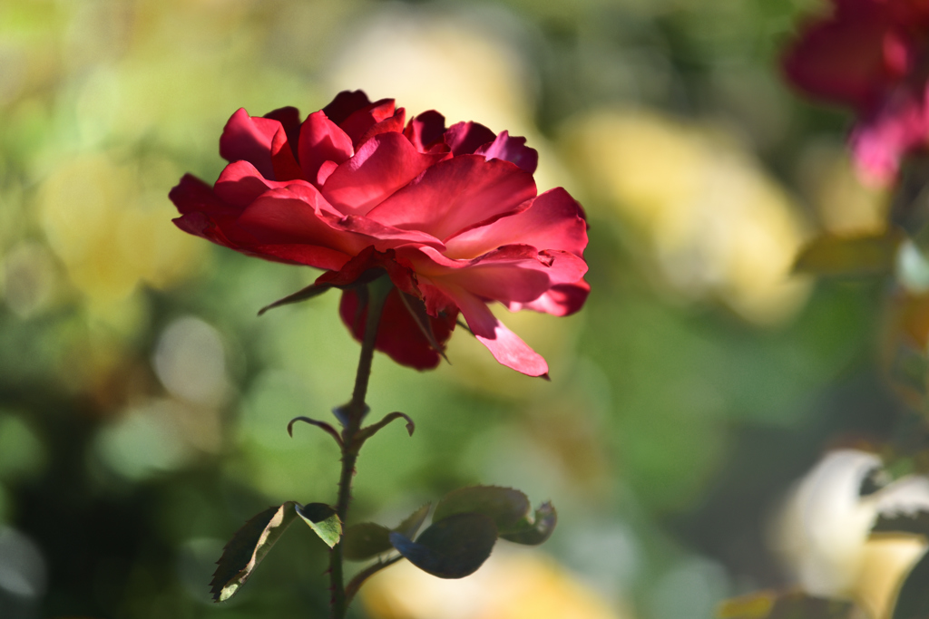 薔薇（２１）