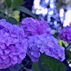 紫陽花（４）