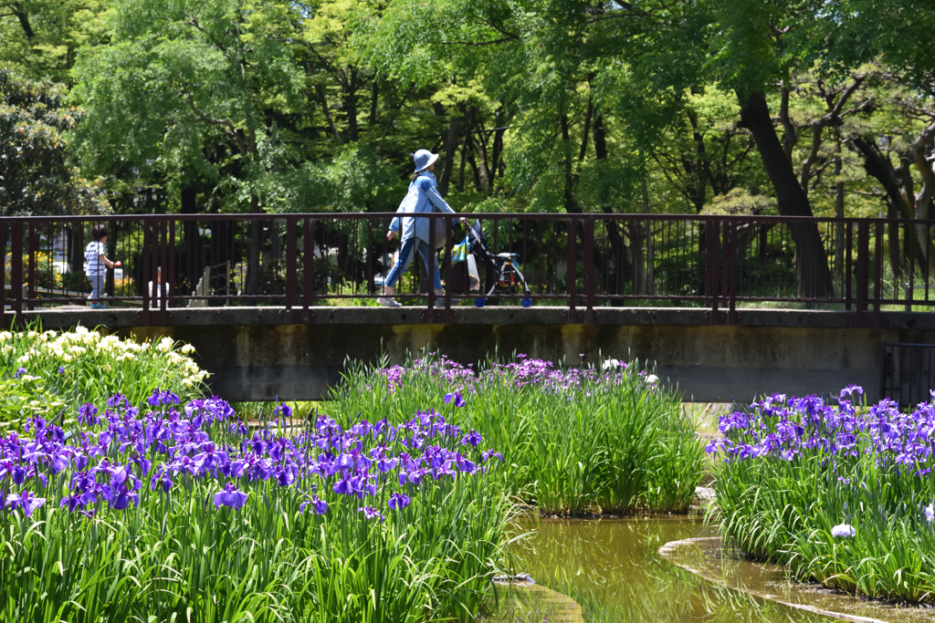 大浜　花菖蒲園